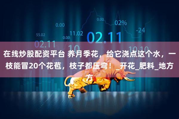 在线炒股配资平台 养月季花，给它浇点这个水，一枝能冒20个花苞，枝子都压弯！_开花_肥料_地方